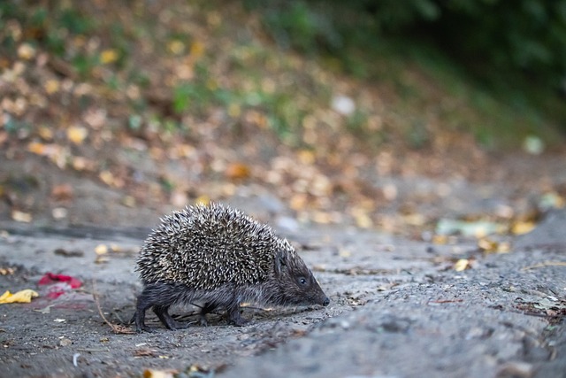 哈利伯顿：希望到月底的时候我能开始进行一对一的训练